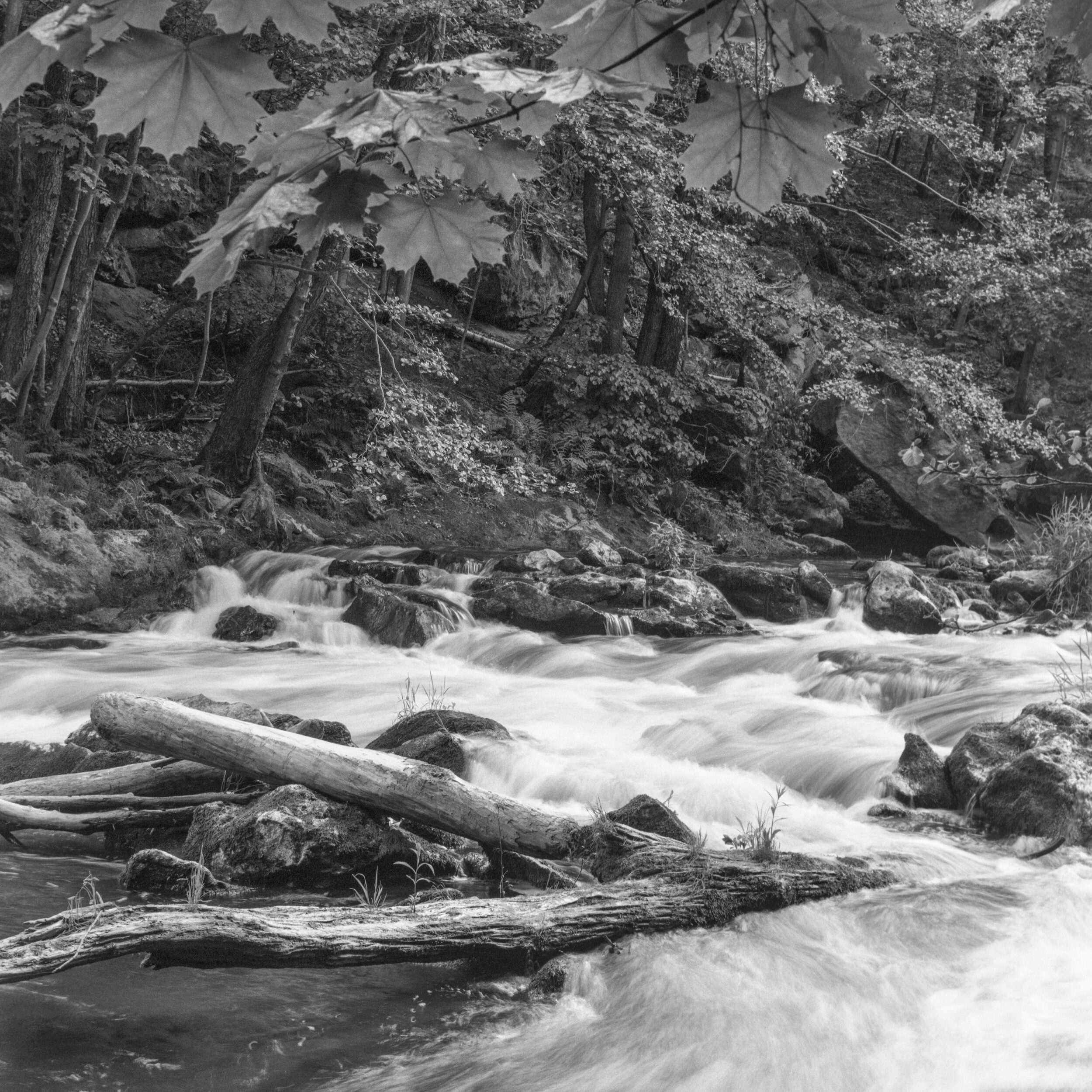 Kwisa w Osiecznicy, 2024, skan negatywu typ 120, fot. M. Mądra